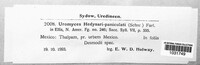 Uromyces hedysari-obscuri image